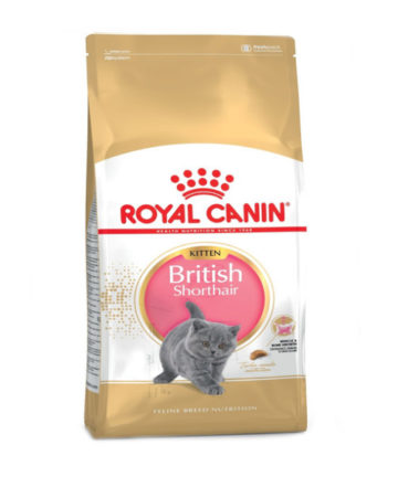 Royal Canin British ShortHair Kitten