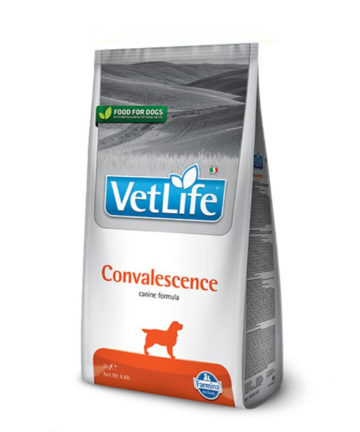 vet life dog convalescence